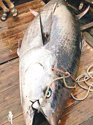 漁民捕獲疑似藍鰭吞拿魚。（互聯網圖片）