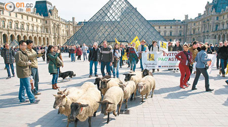 大批農民帶着羊群在羅浮宮外示威。