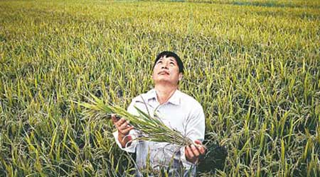 面對水稻失收，農民仰天長嘆。（互聯網圖片）