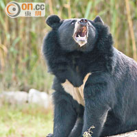 日本東北一帶經常出現黑熊。