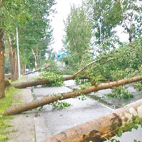 通州區內處處都是被狂風吹倒的樹木。（互聯網圖片）