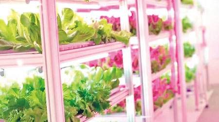 廠房採用特別設計的LED燈培植蔬菜，加快植物生長速度。（互聯網圖片）