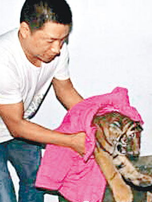 幼虎被移至三門峽市森林公安局照顧。（互聯網圖片）