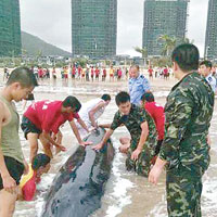 邊防官兵及民眾合力將虎頭鯨推回海中。　（互聯網圖片）