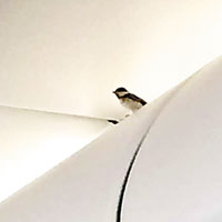 客艙內竟驚現小鳥。（互聯網圖片）