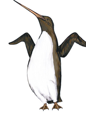 卡氏古冠企鵝是有史以來發現的最高企鵝，圖為其模擬圖。（互聯網圖片）