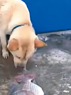 小狗用鼻潑水救大魚，網民大受感動。（互聯網圖片）