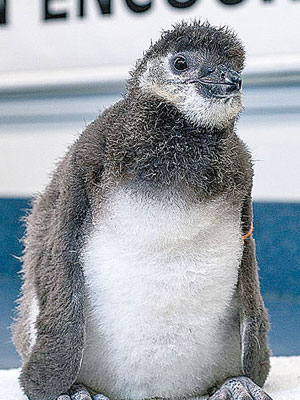 小企鵝目前仍未有名字，暫以編號一八四命名。（互聯網圖片）