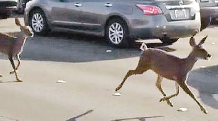 有司機拍下小鹿躍跑的情況。（互聯網圖片）
