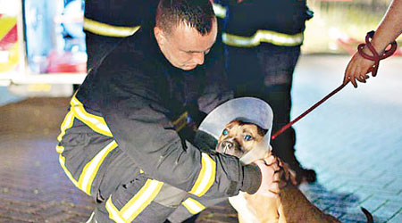 消防員照顧獲救的狗隻。（互聯網圖片）