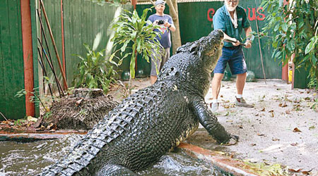 卡修斯（左）體形龐大，相信是世上最大的人養鱷魚。（互聯網圖片）