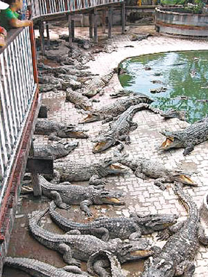 事發動物園擁有全球最大的鱷魚養殖場。（互聯網圖片）