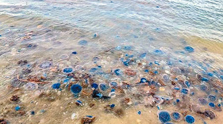 華欣沙灘湧現大量水母，部分更有毒。（互聯網圖片）