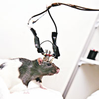 莫澤夫婦曾在實驗中觀察老鼠的腦部活動。（互聯網圖片）