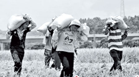 崖口村村民集體到農田收割水稻掙工分。（互聯網黑白圖片）