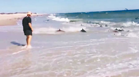 有數條上淺灘覓食的鯊魚差點在海灘上擱淺。（互聯網圖片）