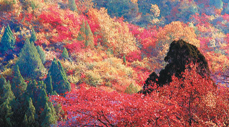 北京香山紅葉景色優美。（互聯網圖片）