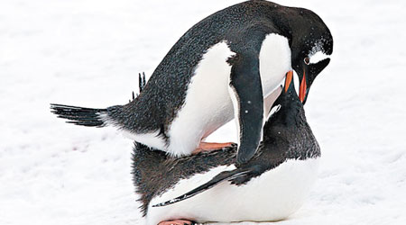 利維克發現企鵝的怪異行為，大感驚奇。（互聯網圖片）