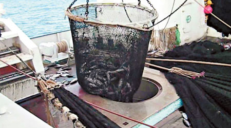 歐洲漁船捕捉吞拿魚的方法，或造成海洋生態災難。（互聯網圖片）