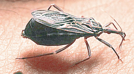 接吻蟲是傳播美洲錐蟲病的元兇。（世衞圖片）