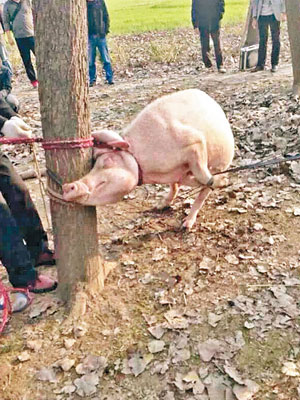 死者親屬用繩箍着咬死男童的母豬頸項，並將牠綁在樹上。（互聯網圖片）