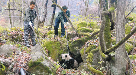工作人員試圖救起受傷的野生大熊貓。（中新社圖片）
