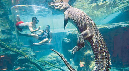 池中近五米長的巨鱷（互聯網圖片）