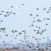 昔日風景優美<br>鄱陽湖以往為候鳥越冬的棲息地，亦是世上最重要的濕地之一。