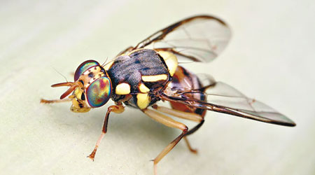 研究員利用果蠅進行實驗，得出驚人發現。