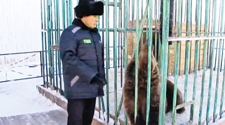 俄羅斯西伯利亞一間監獄，讓因年紀太大而無法再表演的巨熊移居。（互聯網圖片）