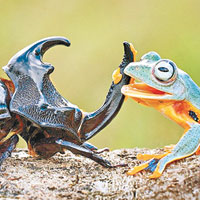 樹蛙騎甲蟲 <br>由印尼攝影師拍下的樹蛙除了伸手捉住甲蟲的角（圖）外，更騎在其背上。但甲蟲似乎毫不介意。（互聯網圖片）
