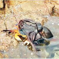 螃蟹慘被八爪魚拖下水。（互聯網圖片）