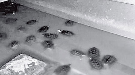 養殖室內僅剩下小量年幼石龜。（互聯網黑白圖片）
