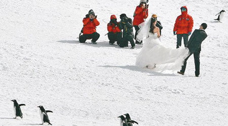 一對中國新婚夫婦闖入企鵝群內拍婚紗照。（互聯網圖片）
