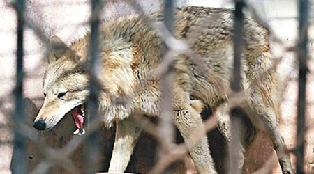 被抓獲的野狼暫時寄養在包頭市勞動公園動物園內。（互聯網圖片）