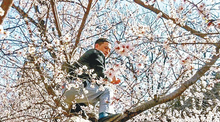 玉淵潭公園內有遊客爬上櫻花樹拍照。（互聯網圖片）