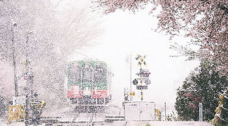 日本關東地區漫天飛雪，出現罕見雪櫻奇景。（互聯網圖片）