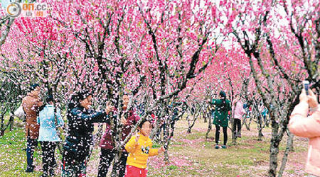 福州國家森林公園早前有女遊客為拍照，大力搖晃桃花樹樹枝。