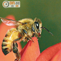 專家以蜜蜂為藍本，研發新型無人機。