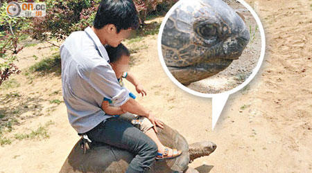 遊客攜幼童騎龜背。象龜（圓圖）疑似老淚縱橫。