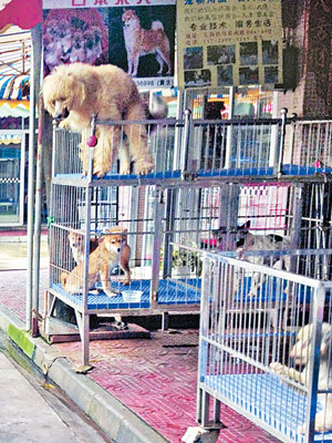大瀝新城南寵物市場屢被投訴出售「星期狗」。（互聯網圖片）
