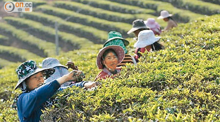 分析指茶葉或在種植過程中使用含稀土元素的肥料。（資料圖片）