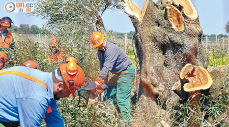 橄欖失收導致橄欖油供應緊張，圖為工人砍伐受感染的橄欖樹。（資料圖片）
