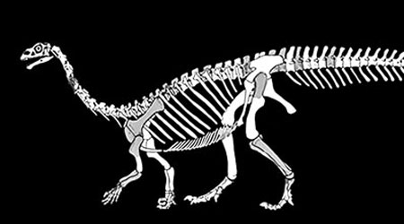 橫蜥龍屬新品種恐龍。（互聯網圖片）