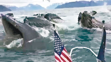 大堆鯨魚浮上水面，讓人讚嘆。（互聯網圖片）
