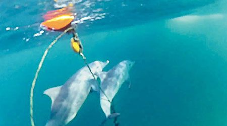 海豚媽媽（左）欲救小海豚（右），但無能為力，只好將牠托上水面呼吸。（互聯網圖片）