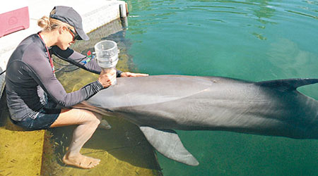 專家研究後發現，海豚沒有減壓病問題是因為擁有「可摺疊」肺部。（互聯網圖片）