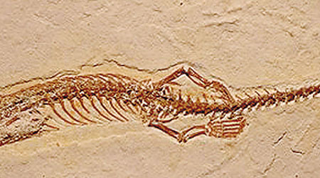 這化石擁有很多現今蛇的特徵。（互聯網圖片）
