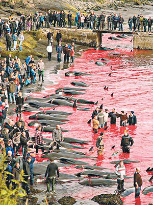 大批領航鯨伏屍海灘。（互聯網圖片）