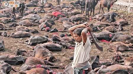 嘉蒂麥寺往年舉行血祭，信眾集體屠宰水牛。